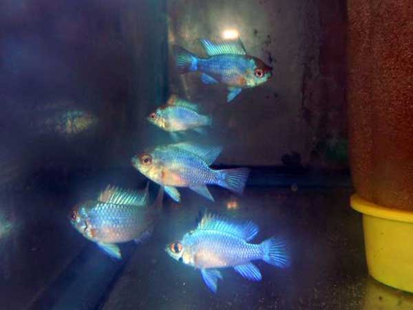 Electric Blue Rams